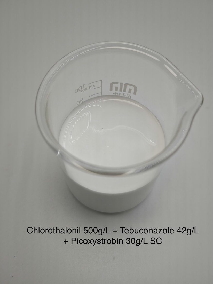 Chlorothalonil 500g/L + Tebuconazole 42g/L + Picoxystrobin 30g/L SC